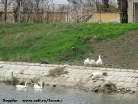 Imagine atasata: Bega - 2014.03.23 - 74.jpg